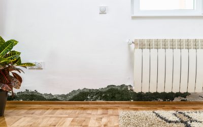 Mini Guide to Professional Mold Removal in Tampa FL