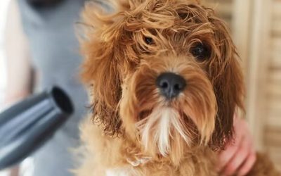 Maddie’s Mobile Makeovers