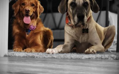 Bark Busters Home Dog Training Arlington